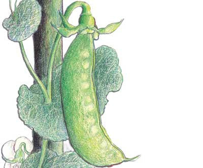 Green pea pod on a climbing vine with leaves and a white flower, botanical illustration.