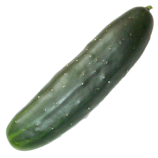 Fresh dark green cucumber with small white bumps, healthy garden vegetable.