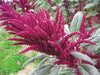 Vibrant red amaranth plant with long, feathery crimson flower plumes and green leaves in a field.