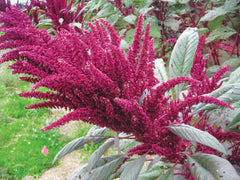 Vibrant red amaranth plant with long, feathery crimson flower plumes and green leaves in a field.