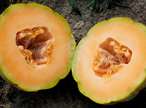 Cantaloupe halves with bright orange flesh, visible seeds, and green rind on dark soil.