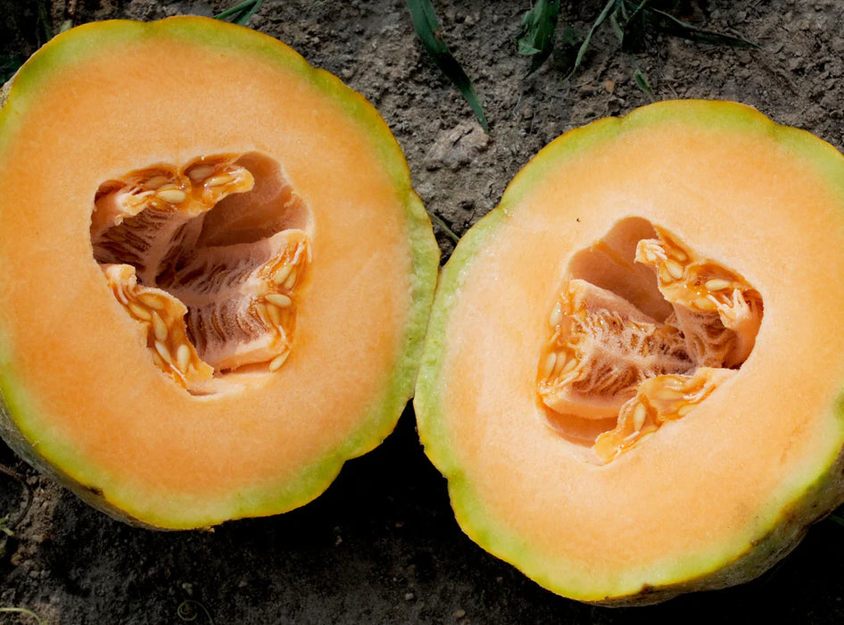 Cantaloupe halves with bright orange flesh, visible seeds, and green rind on dark soil.