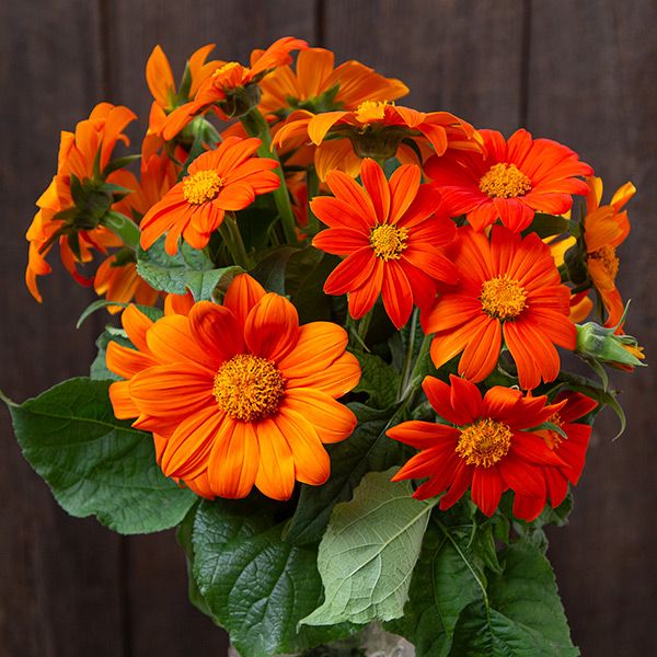 Bright orange Tithonia 'Mexican Sunflower' blooms with yellow centers and lush green leaves.