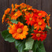 Bright orange Tithonia 'Mexican Sunflower' blooms with yellow centers and lush green leaves.