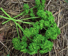 Fresh curly leaf parsley herbs on organic straw mulch.