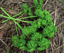 Fresh curly leaf parsley herbs on organic straw mulch.
