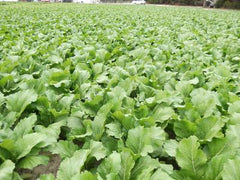 Vast field of vibrant green leafy crops. Agriculture, fresh produce farming, healthy vegetables.