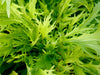 Vibrant green mizuna leaves, fresh healthy Asian mustard greens.
