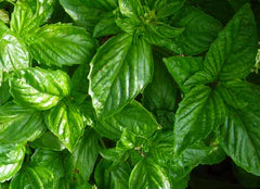 Fresh green basil leaves. Organic garden herb for culinary use.