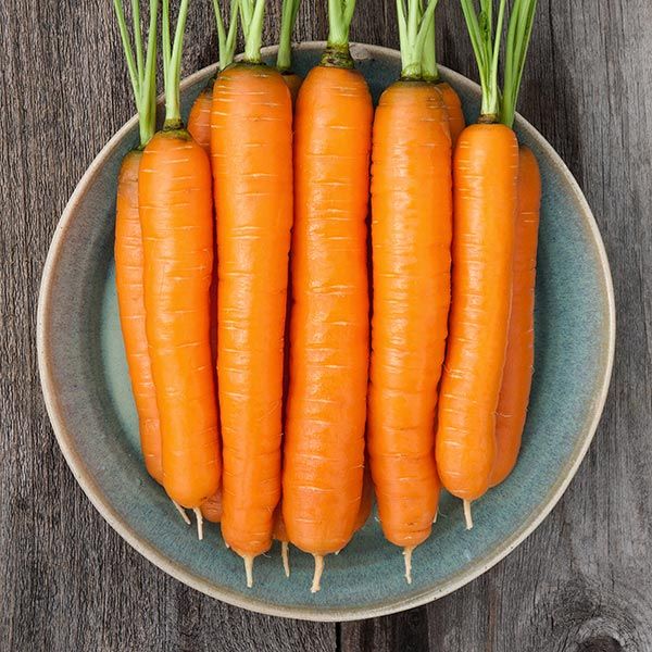 Fresh, vibrant orange carrots with green tops on a rustic blue plate, wooden background. Healthy organic root vegetables.