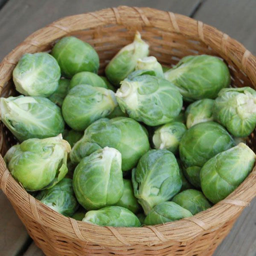 Fresh green Brussels sprouts overflowing a woven basket. Healthy seasonal vegetables, garden harvest.