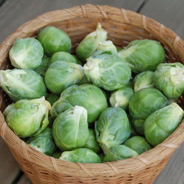 Fresh green Brussels sprouts overflowing a woven basket. Healthy seasonal vegetables, garden harvest.