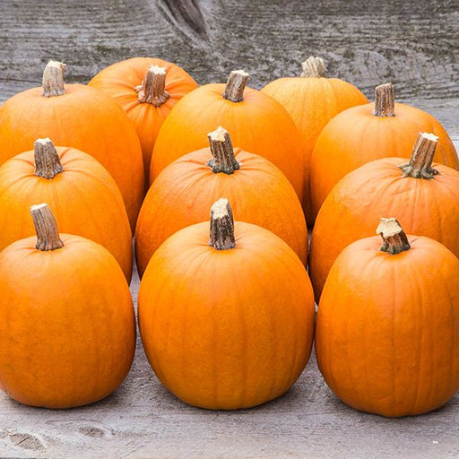 Numerous bright orange pumpkins with stems on a rustic wooden background. Ideal for fall decor, Halloween, autumn harvest.