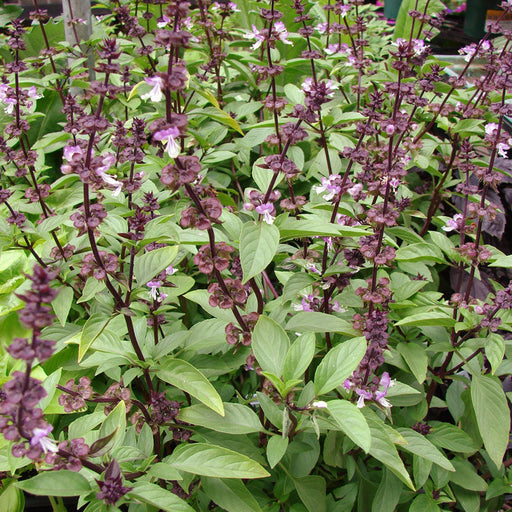 Vibrant Thai basil plants with green leaves, reddish-purple stems, and tall spikes of small light purple flowers.