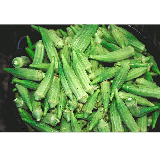 Fresh green okra pods, healthy raw vegetables for cooking, southern dishes, and gumbo recipes.