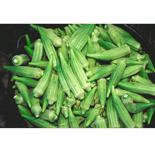 Fresh green okra pods, healthy raw vegetables for cooking, southern dishes, and gumbo recipes.
