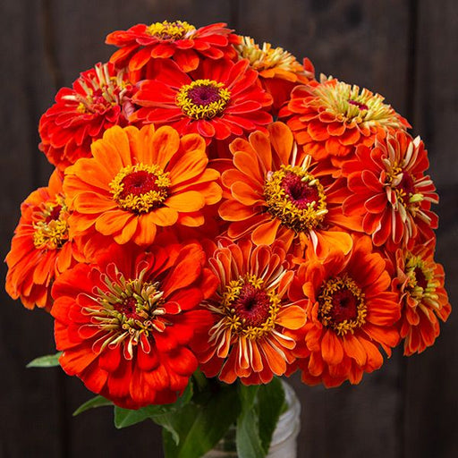 Vibrant orange zinnia bouquet with golden centers, perfect for garden and fall decor.