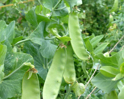 Close-up of lush green pea pods growing on a healthy pea plant. Fresh, organic garden vegetables.