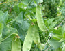 Close-up of lush green pea pods growing on a healthy pea plant. Fresh, organic garden vegetables.