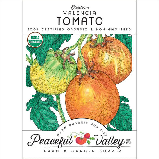 Heirloom Valencia organic non-GMO tomato seeds. Ripe orange and green tomatoes on a vine. Peaceful Valley.