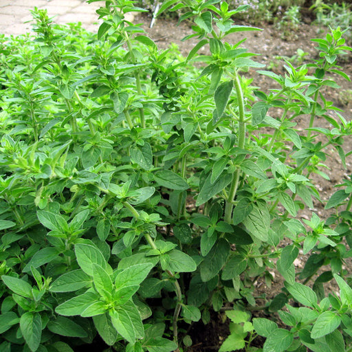 Fresh green oregano herbs growing in a garden bed.