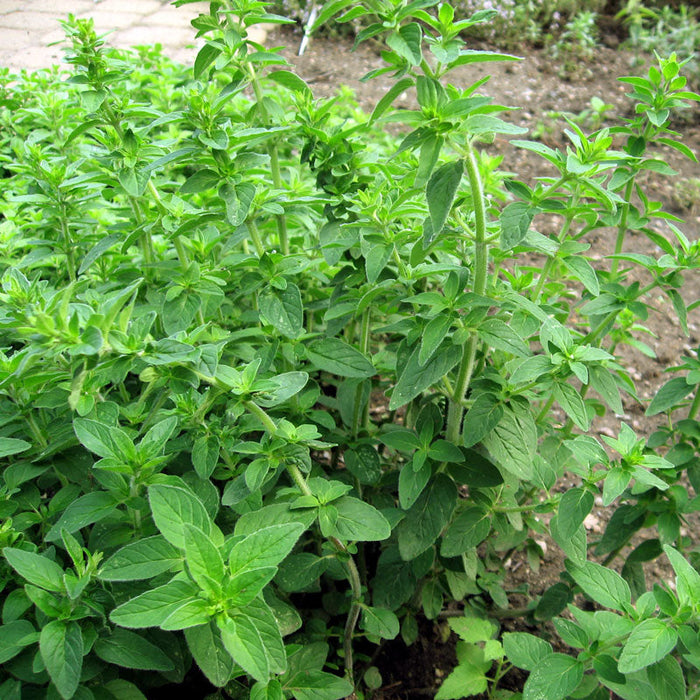 Fresh green oregano herbs growing in a garden bed.