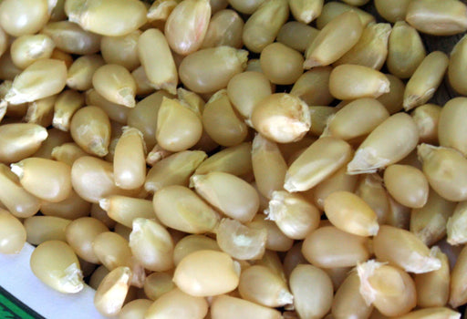 Pale yellow dried corn kernels. Popcorn, maize grain for food, feed, or seed.