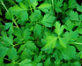 Fresh green flat-leaf parsley, vibrant culinary herb.