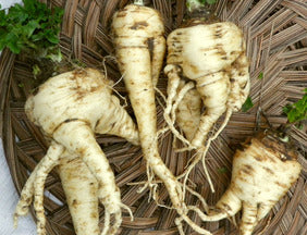 White parsley roots with dirt, freshly harvested in a woven basket.