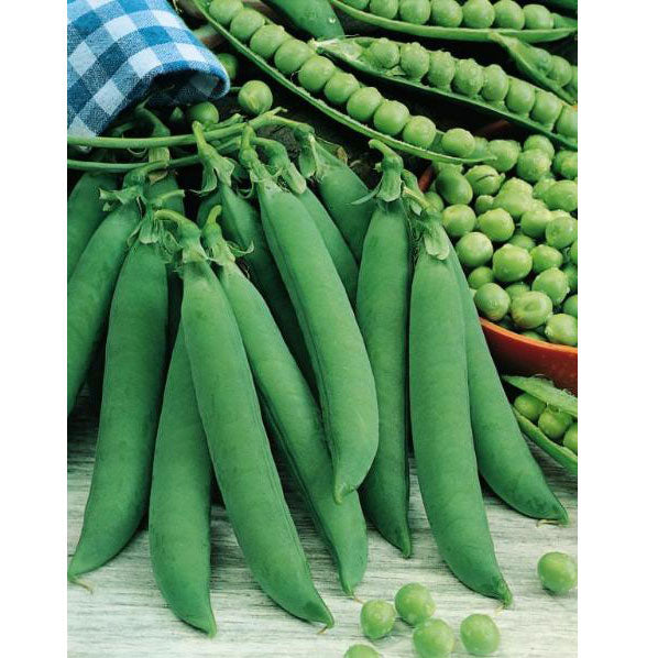 Fresh green pea pods and bright shelled peas on a wooden table, ideal for healthy eating.