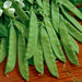Vibrant green snap pea pods, fresh garden harvest with delicate white blossoms on wood.