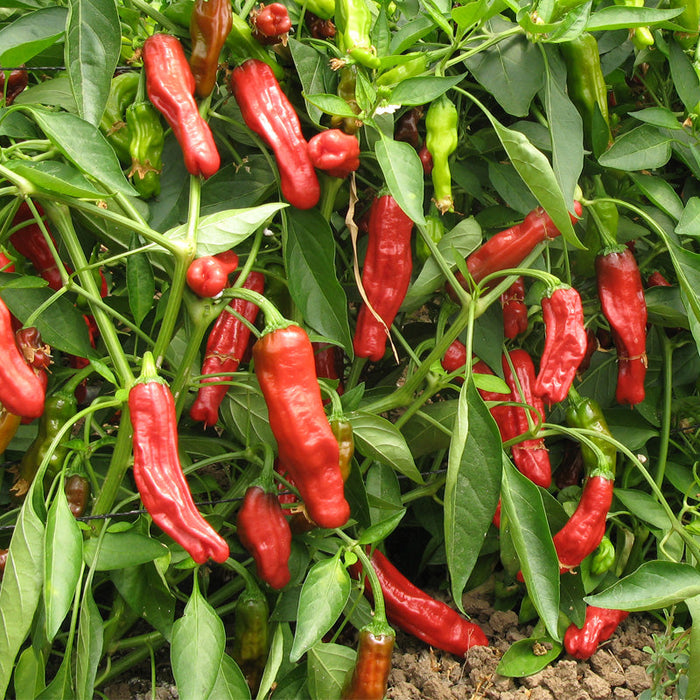 Ripe red chili peppers and some green peppers growing on a healthy plant. Garden fresh hot peppers.