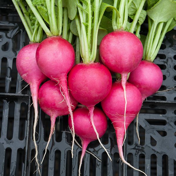 Freshly harvested pink radishes with green tops and white roots in a black crate. Healthy garden vegetables.