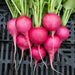 Freshly harvested pink radishes with green tops and white roots in a black crate. Healthy garden vegetables.