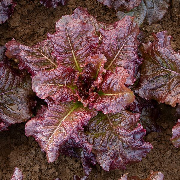 Fresh red loose-leaf lettuce with green veins and water droplets, growing in dark garden soil.