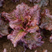 Fresh red loose-leaf lettuce with green veins and water droplets, growing in dark garden soil.