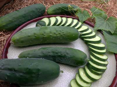 Fresh green cucumbers, whole and thinly sliced, on a plate with leaves. Healthy garden harvest.