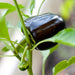 Dark purple bell pepper ripening on a vibrant green plant, alongside a small new pepper bud. Garden harvest.