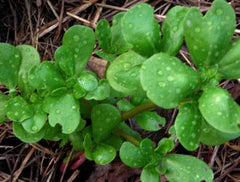 Edible common purslane plant, green succulent leaves with water droplets, growing in garden mulch.
