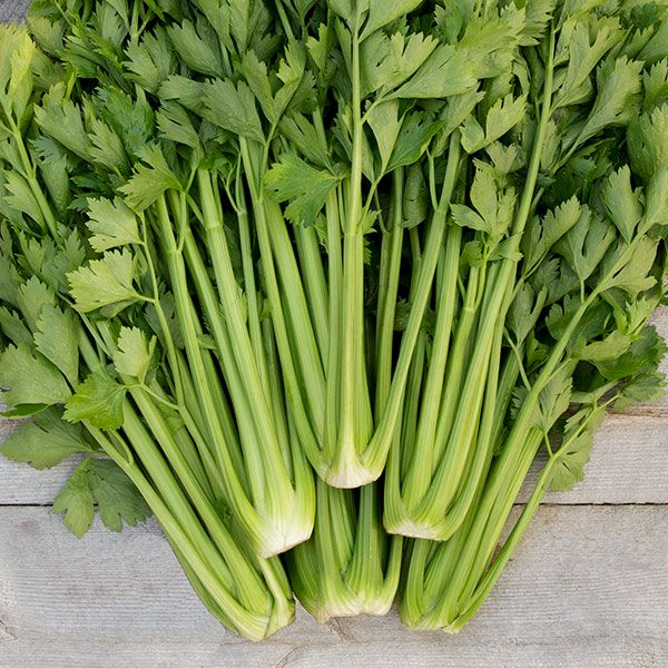 Freshly picked green celery stalks with leaves on a light wood background. Healthy, organic vegetable produce.