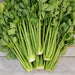 Freshly picked green celery stalks with leaves on a light wood background. Healthy, organic vegetable produce.