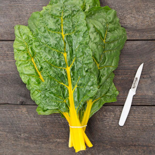 Fresh yellow Swiss chard bunch with green leaves and yellow stalks, tied, on dark wood next to a white knife.