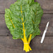 Fresh yellow Swiss chard bunch with green leaves and yellow stalks, tied, on dark wood next to a white knife.