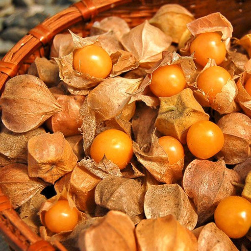 Fresh ground cherries (physalis, golden berries) with papery husks in a woven basket. Healthy orange fruit harvest.