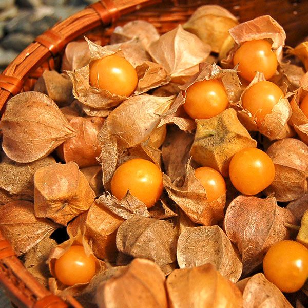 Fresh ground cherries (physalis, golden berries) with papery husks in a woven basket. Healthy orange fruit harvest.