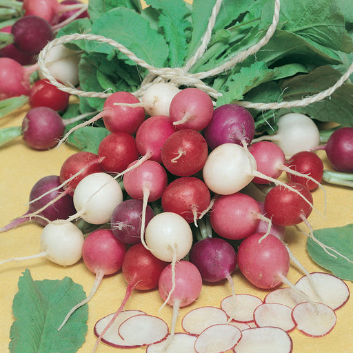 Fresh colorful radishes: red, pink, white, purple, tied in a bunch with green leaves. Some radishes sliced.