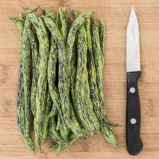 Fresh Dragon Tongue beans piled on a wooden cutting board next to a sharp kitchen knife. Heirloom green beans.