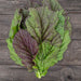 Fresh red and green mustard greens bunch on rustic wood. Organic, vibrant leafy vegetables for healthy meals.