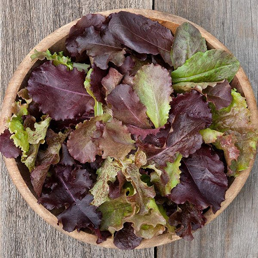Vibrant red and green mixed lettuce leaves in a rustic wooden bowl, ready for a healthy salad.