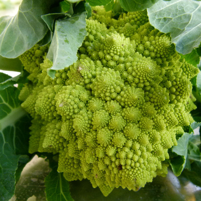 Vibrant green Romanesco broccoli head with intricate fractal patterns, surrounded by green leaves.